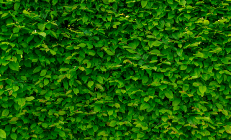 photo of a bush with green leaves