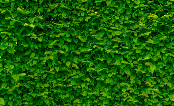 photo of a bush with green leaves